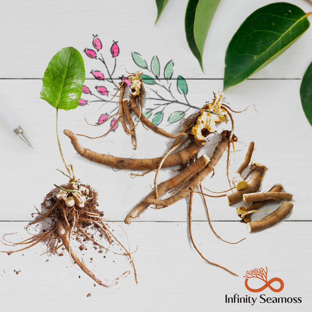 Yellow Root Plant Prices